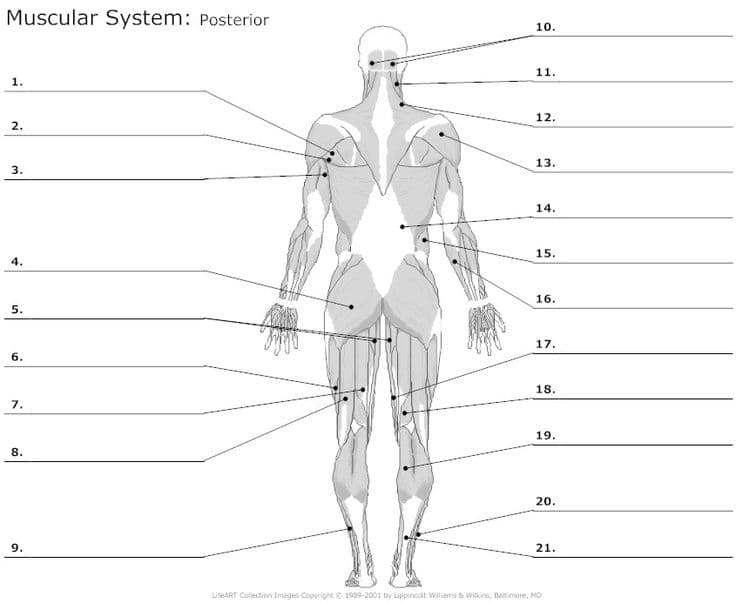 Muscular System: Posterior
10.
11.
1.
12.
2.
13.
3.
14.
15.
4.
16.
5.
17.
6.
18.
7.
19.
8.
20.
9.
21.
LifeART Collection Images Copyright 1989-2001 by Lippincott Witiams Wikins, Baltimore, MD
