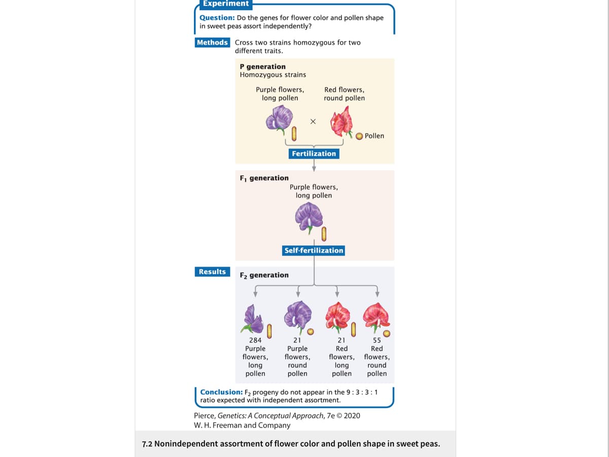 Experiment
Question: Do the genes for flower color and pollen shape
in sweet peas assort independently?
Methods Cross two strains homozygous for two
different traits.
P generation
Homozygous strains
Purple flowers,
long pollen
Red flowers,
round pollen
O Pollen
Fertilization
F, generation
Purple flowers,
long pollen
Self-fertilization
Results
F2 generation
284
21
21
55
Purple
flowers,
Purple
flowers,
long
pollen
Red
flowers,
Red
round
pollen
long
pollen
flowers,
round
pollen
Conclusion: F, progeny do not appear in the 9:3:3:1
ratio expected with independent assortment.
Pierce, Genetics:A Conceptual Approach, 7e © 2020
W. H. Freeman and Company
7.2 Nonindependent assortment of flower color and pollen shape in sweet peas.
