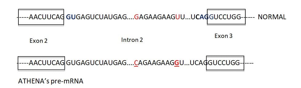 -AACUUCAG GUGAGUCUAUGAG....GAGAAGAAGUU...UCAGGUCCUGG---
NORMAL
Exon 3
Exon 2
Intron 2
---AACUUCAG GUGAGUCUAUGAG....CAGAAGAAGG...UCAGGUCCUGG--
ATHENA's pre-mRNA
