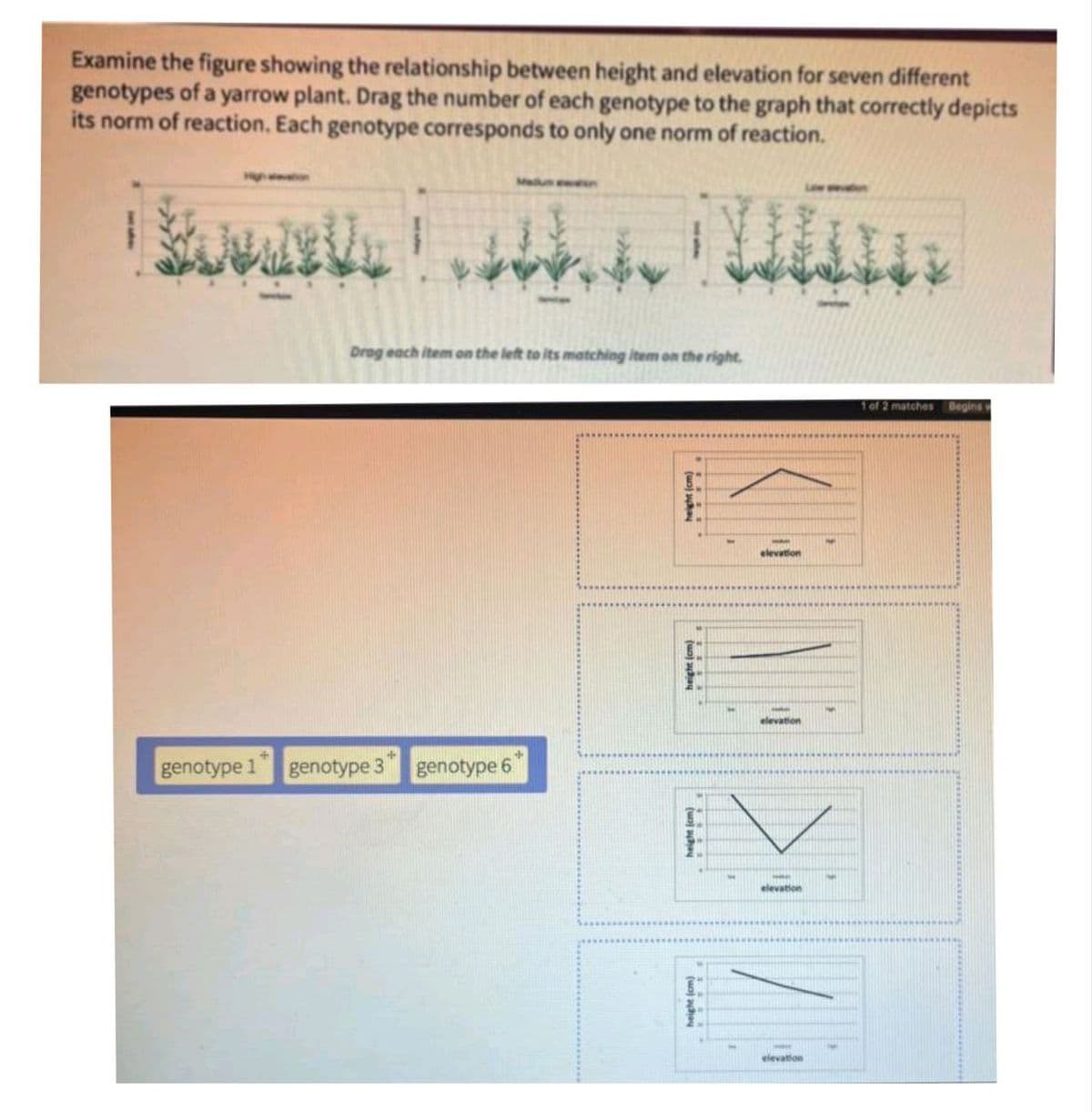 Examine the figure showing the relationship between height and elevation for seven different
genotypes of a yarrow plant. Drag the number of each genotype to the graph that correctly depicts
its norm of reaction. Each genotype corresponds to only one norm of reaction.
Malus ww
Drog each item on the left to its matching item on the right.
elevation
elevation
genotype 1
genotype 3 genotype 6
elevation
elevation
1 of 2 matches
Begins t