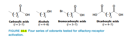 OH
Br.
он
OH
но
OH
Carboxylic acids
(i=2-7)
Bromocarboxylic acids
(i =3-7)
Dicarboxylic acids
(i-4-7)
Alcohols
(i = 4-8)
FIGURE 33.6 Four series of odorants tested for olfactory-receptor
activation.
