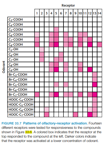 Receptor
123456789 1011 12 1314
C3-COOH
Ca-COOH
Cs-COOH
Cs-COOH
Cr-COOH
Cg-COOH
C5-OH
C-OH
C-OH
Ce-OH
Cg-OH
Br-Cs-COOH
Br-C4-COOH
Br-Cs-COOH
Br-Cs-COOH
Br-Cz-COOH
HOOC-C4-COOH
HOOC-Cs-COOH
HOOC-Cs-COOH
HOOC-C-COOH
FIGURE 33.7 Patterns of olfactory-receptor activation. Fourteen
different receptors were tested for responsiveness to the compounds
shown in Figure 33.6. A colored box indicates that the receptor at the
top responded to the compound at the left. Darker colors indicate
that the receptor was activated at a lower concentration of odorant.
Odorant
