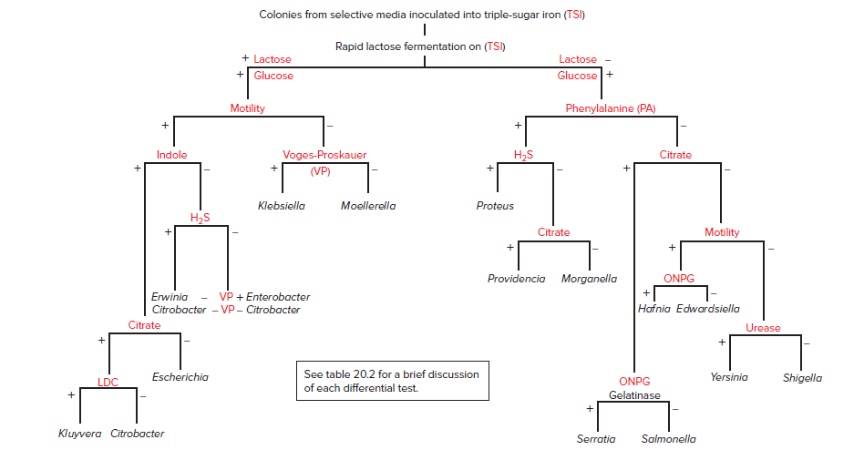 Colonies from selective media inoculated into triple-sugar iron (TSI)
Rapid lactose fermentation on (TSI)
+ Lactose
+ Glucose
Lactose
Glucose +
Motility
Phenylalanine (PA)
Indole
Voges-Proskauer
H,S
Citrate
(VP)
Klebsiella
Moellerella
Proteus
H,S
Citrate
Motility
Providencia Morganella
ONPG
Erwinia
VP + Enterobacter
Citrobacter - VP- Citrobacter
Hafnia Edwardsiella
Citrate
Urease
Escherichia
See table 20.2 for a brief discussion
Yersinia
Shigella
LDC
ONPG
of each differential test.
Gelatinase
Kluyvera Citrobacter
Serratia
Salmonella
