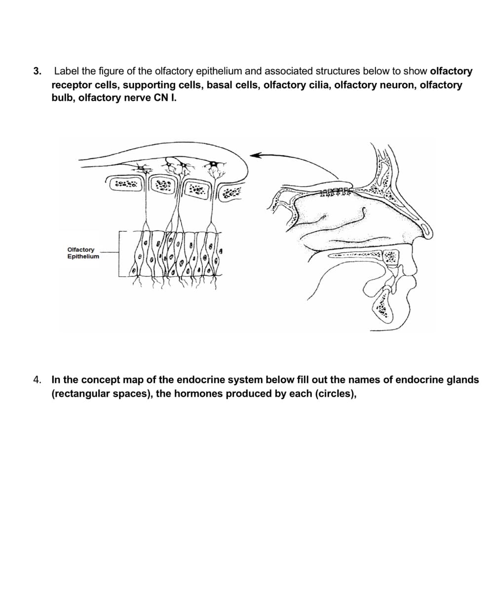 Label the figure of the olfactory epithelium and associated structures below to show olfactory
receptor cells, supporting cells, basal cells, olfactory cilia, olfactory neuron, olfactory
bulb, olfactory nerve CN I.
3.
Olfactory
Epithelium
4. In the concept map of the endocrine system below fill out the names of endocrine glands
(rectangular spaces), the hormones produced by each (circles),
