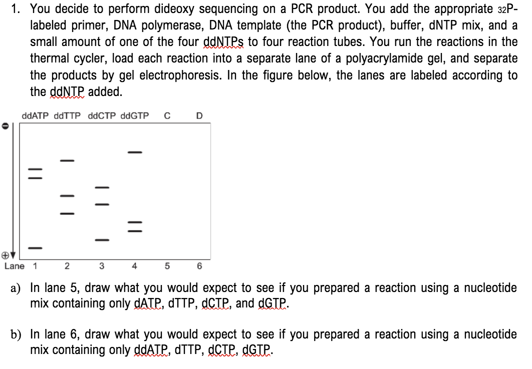 1. You decide to perform dideoxy sequencing on a PCR product. You add the appropriate 32P-
labeled primer, DNA polymerase, DNA template (the PCR product), buffer, DNTP mix, and a
small amount of one of the four ddNTPs to four reaction tubes. You run the reactions in the
thermal cycler, load each reaction into a separate lane of a polyacrylamide gel, and separate
the products by gel electrophoresis. In the figure below, the lanes are labeled according to
the ddNTP added.
ddATP ddTTP ddCTP ddGTP
-
Lane 1
2
3
4
a) In lane 5, draw what you would expect to see if you prepared a reaction using a nucleotide
mix containing only DATP, DTTP, dCIP, and dGTP.
b) In lane 6, draw what you would expect to see if you prepared a reaction using a nucleotide
mix containing only ddATP, DTTP, dCIP, dGTP.
||
