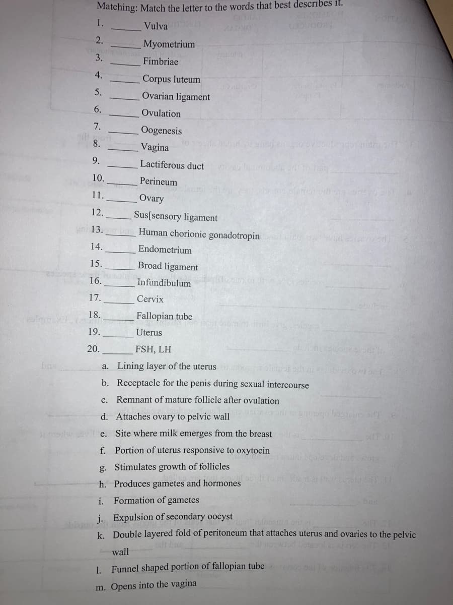 Matching: Match the letter to the words that best describes it.
1.
Vulva
2.
Myometrium
3.
Fimbriae
4.
Corpus luteum
5.
Ovarian ligament
6.
Ovulation
7.
Oogenesis
8.
Vagina
9.
Lactiferous duct
10.
Perineum
11.
Ovary
12.
Sus[sensory ligament
13.
Human chorionic gonadotropin
14.
Endometrium
15.
Broad ligament
16.
Infundibulum
17.
Cervix
18.
Fallopian tube
19.
Uterus
20.
FSH, LH
bas
a. Lining layer of the uterus
b. Receptacle for the penis during sexual intercourse
с.
Remnant of mature follicle after ovulation
d. Attaches ovary to pelvic wall
e. Site where milk emerges from the breast
f.
Portion of uterus responsive to oxytocin
g. Stimulates growth of follicles
h. Produces gametes and hormones
i.
Formation of gametes
bas
j. Expulsion of secondary oocyst
k. Double layered fold of peritoneum that attaches uterus and ovaries to the pelvic
it sluon ori ei
wall
1.
Funnel shaped portion of fallopian tube
m. Opens into the vagina
