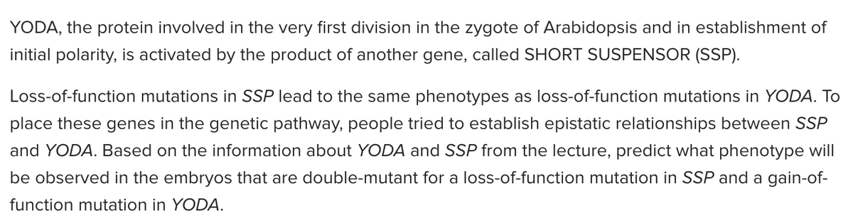 YODA, the protein involved in the very first division in the zygote of Arabidopsis and in establishment of
initial polarity, is activated by the product of another gene, called SHORT SUSPENSOR (SSP).
Loss-of-function mutations in SSP lead to the same phenotypes as loss-of-function mutations in YODA. To
place these genes in the genetic pathway, people tried to establish epistatic relationships between SSP
and YODA. Based on the information about YODA and SSP from the lecture, predict what phenotype will
be observed in the embryos that are double-mutant for a loss-of-function mutation in SSP and a gain-of-
function mutation in YODA.
