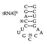 С--G
G--C
tRNAGY
А--U
30 С--G
С--G
A
A
G 35 С
