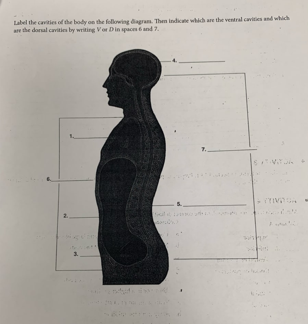 Label the cavities of the body on the following diagram. Then indicate which are the ventral cavities and which
are the dorsal cavities by writing V or D in spaces 6 and 7.
2.
3.
5.
1
7..
4.1
B