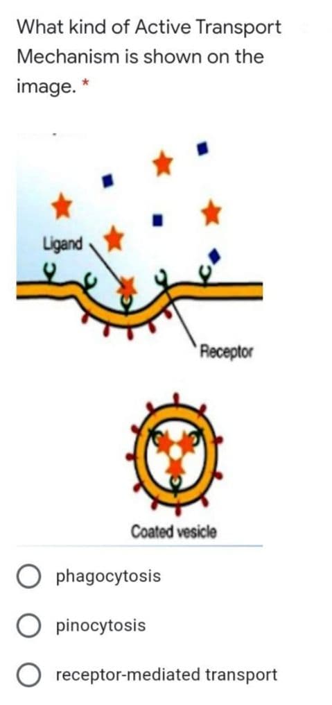 What kind of Active Transport
Mechanism is shown on the
image. *
Ligand
`Receptor
Coated vesicle
phagocytosis
pinocytosis
O receptor-mediated transport
