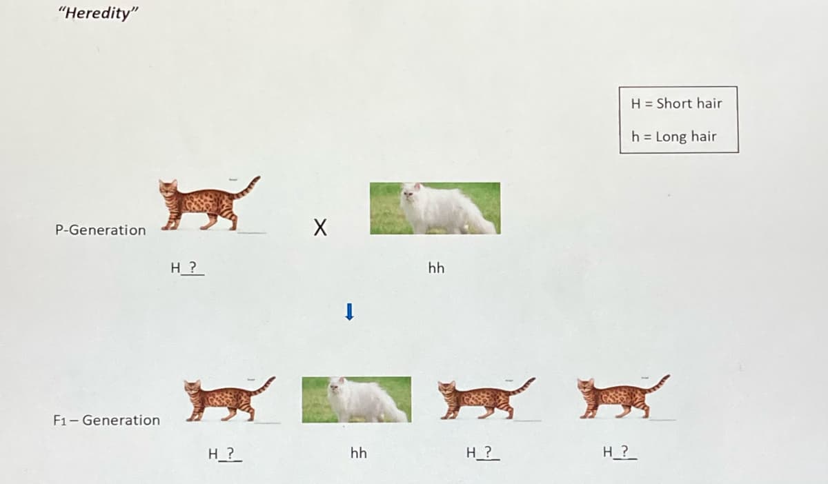 "Heredity"
H = Short hair
h = Long hair
P-Generation
H ?
hh
F1- Generation
H_?
hh
H_?_
H_?_
