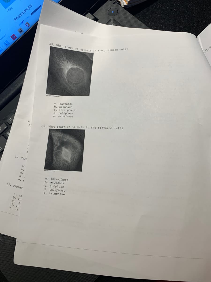 23. What stage of mitosis in the pictured cell?
Plant
Related people
eedback
27.
anaphase
b. prophase
c. interphose
d. telophase
e. metaphase
a.
ti
25. What stage of mitosis in the pictured cell?
10. Telc
a.
cC.
d.
e. C
a. interphase
b. anophase
c. prophase
d. telophase
e. metaphase
12. Okazak
a. in
b. 1
.in
c. in
d. in
e. in
