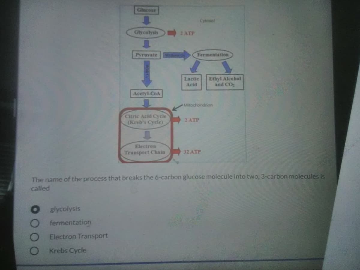 Glucose
Cytosel
Glycolysis
2 ATP
Pyruvate
Wi O
Fermentation
Lactic
Acid
Ethyl Alcobol
and CO,
Acetyl-CoA
Mitochondrion
Citric Acid Cycle
(Kreb's Cycle)
2 ATP
Electron
Transport Chain
32 ATP
The name of the process that breaks the 6-carbon glucose molecule into two, 3-carbon molecules is
called
O glycolysis
O fermentation
Electron Transport
Krebs Cycle
