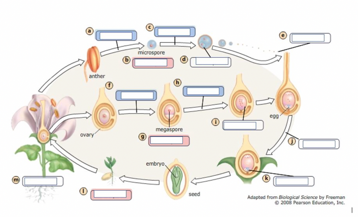 microspore
anther
egg
megaspore
ovary
embryo.
seed
Adapted from Biological Science by Freeman
© 2008 Pearson Education, Inc.
