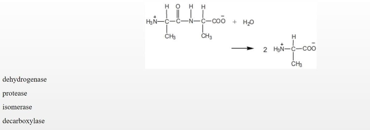 H O HH
H3N-C-C-N-C-coo + H-O
ČH3
CH3
H
2 HạN-C-co0
ČH3
dehydrogenase
protease
isomerase
decarboxylase
