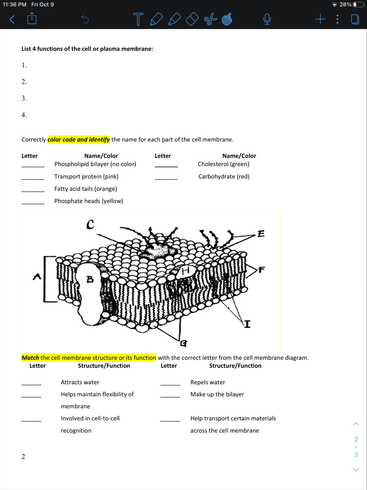 11:36 PM Fri Oct 9
- 28% I
T
of
+: 0
List 4 functions of the cell or plasma membrane:
1.
2.
3.
4.
Correctly color code and identify the name for each part of the cell membrane.
Name/Color
Phospholipid bilayer (no color)
Name/Color
Cholesterol (green)
Letter
Letter
Transport protein (pink)
Carbohydrate (red)
Fatty acid tails (orange)
Phosphate heads (yellow)
王
F
B
b.
Match the cell membrane structure or its function with the correct letter from the cell membrane diagram.
Letter
Structure/Function
Letter
Structure/Function
Attracts water
Repels water
Helps maintain flexibility of
Make up the bilayer
membrane
Involved in cell-to-cell
Help transport certain materials
recognition
across the cell membrane
2
3
>
