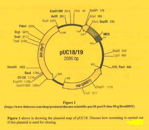 Eco01091 2674, Pfol 48
BSTAPI 179
Ndel 183
Aatll 2617
Sspl 2501
Ehel, SspDI 235
Pdml 2294
Bcgl 2215
Scal 2177
Tsol 2108,
146/
236
lacz
2486
MCS
469.
BsaXI 659
PUC18/19
2686 bp
LLgui 683
852
NmeAlll 1822.
Afill, Pscl 806
Gsul 1784.
626
Cfr101 1779.
Eco311 1766-
Eam11051 1694/
1466
rep (PMB1)
\Cail 1217
PspFl 1110
Figure 1
(https://www.fishersci.com/shop/products/thermo-scientific-puc18-puc19-dna-50-g/fersd0051)
Figure 1 above is showing the plasmid map of pUC18. Discuss how screening is carried out
if this plasmid is used for cloning.
bla (Ap
