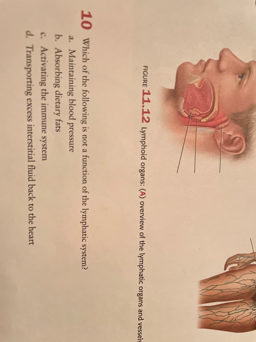 FIGURE 11.1L2 Lymphoid organs: (A) overview of the lymphatic organs and vessels
10 Which of the following is not a function of the lymphatic system?
a. Maintaining blood pressure
b. Absorbing dietary fats
c. Activating the immune system
d. Transporting excess interstitial fluid back to the heart
