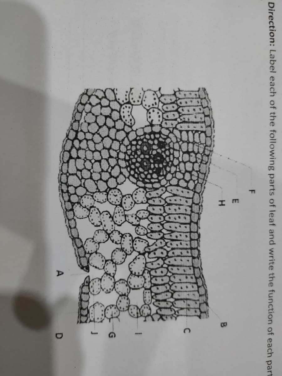 Direction: Label each of the following parts of leaf and write the function of each part
E
H.
A
