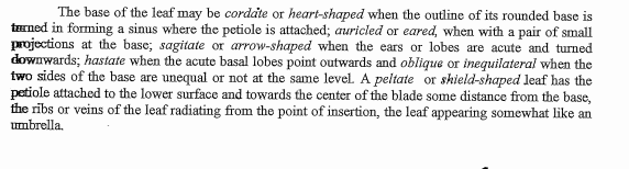 The base of the leaf may be cordate or heart-shaped when the outline of its rounded base is
tErned in forming a sinus where the petiole is attached; auricled or eared, when with a pair of small
projections at the base; sagitate or arrow-shaped when the ears or lobes are acute and turned
downwards; hastate when the acute basal lobes point outwards and oblique or inequilateral when the
two sides of the base are unequal or not at the same level A peltate or skield-shaped leaf has the
petiole attached to the lower surface and towards the center of the blade some distance from the base,
the ribs or veins of the leaf radiating from the point of insertion, the leaf appearing somewhat like an
umbrella.
