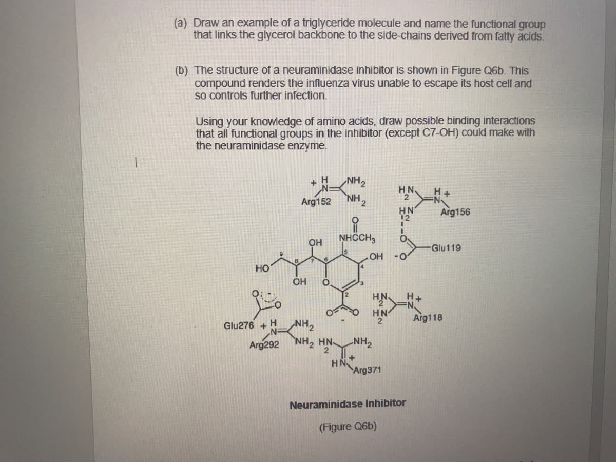 (a) Draw an example of a triglyceride molecule and name the functional group
that links the glycerol backbone to the side-chains derived from fatty acids.
(b) The structure of a neuraminidase inhibitor is shown in Figure Q6b. This
compound renders the influenza virus unable to escape its host cell and
so controls further infection.
Using your knowledge of amino acids, draw possible binding interactions
that all functional groups in the inhibitor (except C7-OH) could make with
the neuraminidase enzyme.
+ H
HN.
H +
Arg152
NH,
HN
12
Arg156
OH
NHCCH,
Glu119
OH -0
но
ÓH
H+
N.
HN
HN
Arg118
HN'
2 +
HN
Glu276 + H
Arg292
NH, HN
NH2
Arg371
Neuraminidase Inhibitor
(Figure Q6b)
