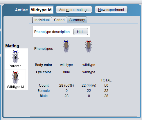 Active Vildtype M
Add more matings
New experiment
Individual Sorted Summary
Phenotype description: Hide
Mating
Phenotypes
Parent 1
Body color
wildtype
wildtype
Eye color
blue
wildtype
ТOTAL
Wildtype M
Count
28 (56%)
22 (44%)
50
Female
22
22
Male
28
28

