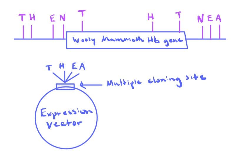 TH
EN T
NEA
||
Wooly Mammoth Hlb
gene
T H EA
ite
Multiple cloming
Expression
vector
