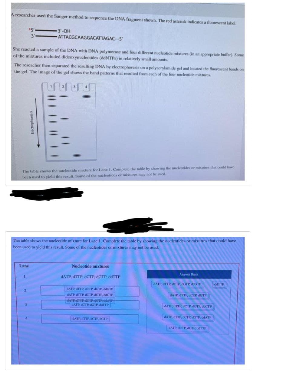 A researcher used the Sanger method to sequence the DNA fragment shown. The red asterisk indicates a fluorescent label.
"5'-
3'
3'-OH
ATTACGCAAGGACATTAGAC---5
She reacted a sample of the DNA with DNA polymerase and four different nucleotide mixtures (in an appropriate buffer). Some
of the mixtures included dideoxynucleotides (ddNTPs) in relatively small amounts.
The reseacher then separated the resulting DNA by electrophoresis on a polyacrylamide gel and located the fluorescent bands on
the gel. The image of the gel shows the band patterns that resulted from each of the four nucleotide mixtures.
Electrophoresis
The table shows the nucleotide mixture for Lane 1. Complete the table by showing the nucleotides or mixutres that could have
been used to yield this result. Some of the nucleotides or mixtures may not be used.
The table shows the nucleotide mixture for Lane 1. Complete the table by showing the nucleotides or mixutres that could have
been used to yield this result. Some of the nucleotides or mixtures may not be used.
Lane
Nucleotide mixtures
dATP, dTTP, dCTP, dGTP, ddTTP
dATP, dTTP, dCTP. JGTP, ddGTP
dATP, dTTP, dCTP, JGTP, ddCTP
ATP PPP deIP doIP AIP
dATP, dCTP, dGTP. ddTTP
dATP, JTTP, dCTP, dGTP
Answer Bank
JATP. JTTP, JCTP, JGTP. ddGTP
ddTTP
dATP. JTTP, JCTP. JGTP
JATP, JTTP. JCTP, GTP, ddCTP
dATP, dTTP, dCTP, dGTP, ddATP
dATP. dCTP. dGTP ddTTP