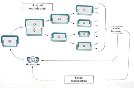 Asexual
reproduction
Auxospore
Sexual
reproduction
Smaller
frustules