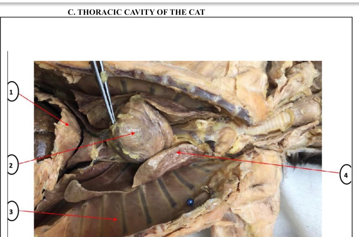 C. THORACIC CAVITY OF THE CAT
1
2
