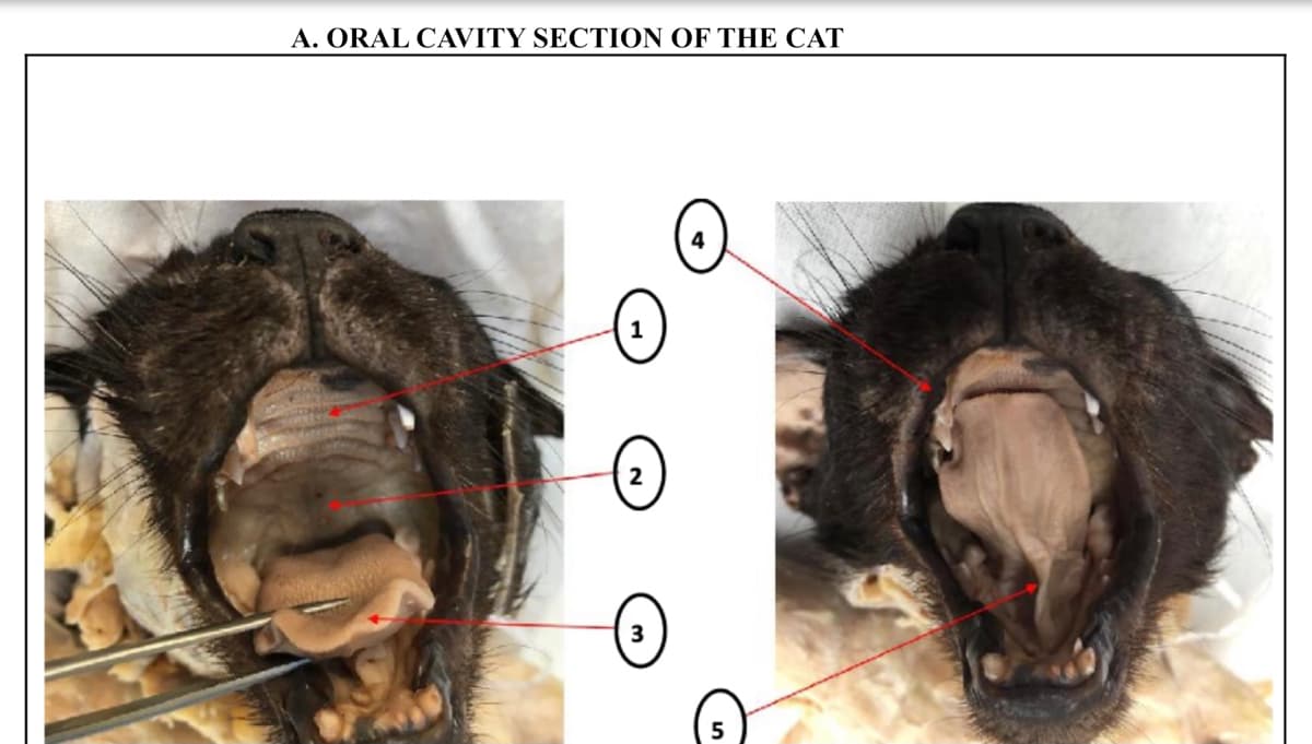A. ORAL CAVITY SECTION OF THE CAT
3
