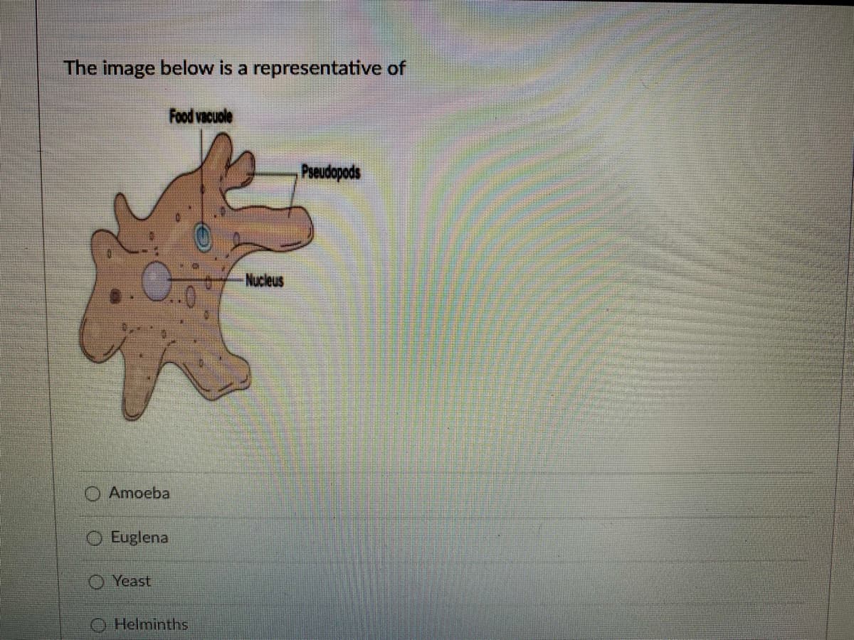 The image below is a representative of
Food vacuole
Poeudopods
Nucleus
O Amoeba
O Euglena
O Yeast
O Helminths
