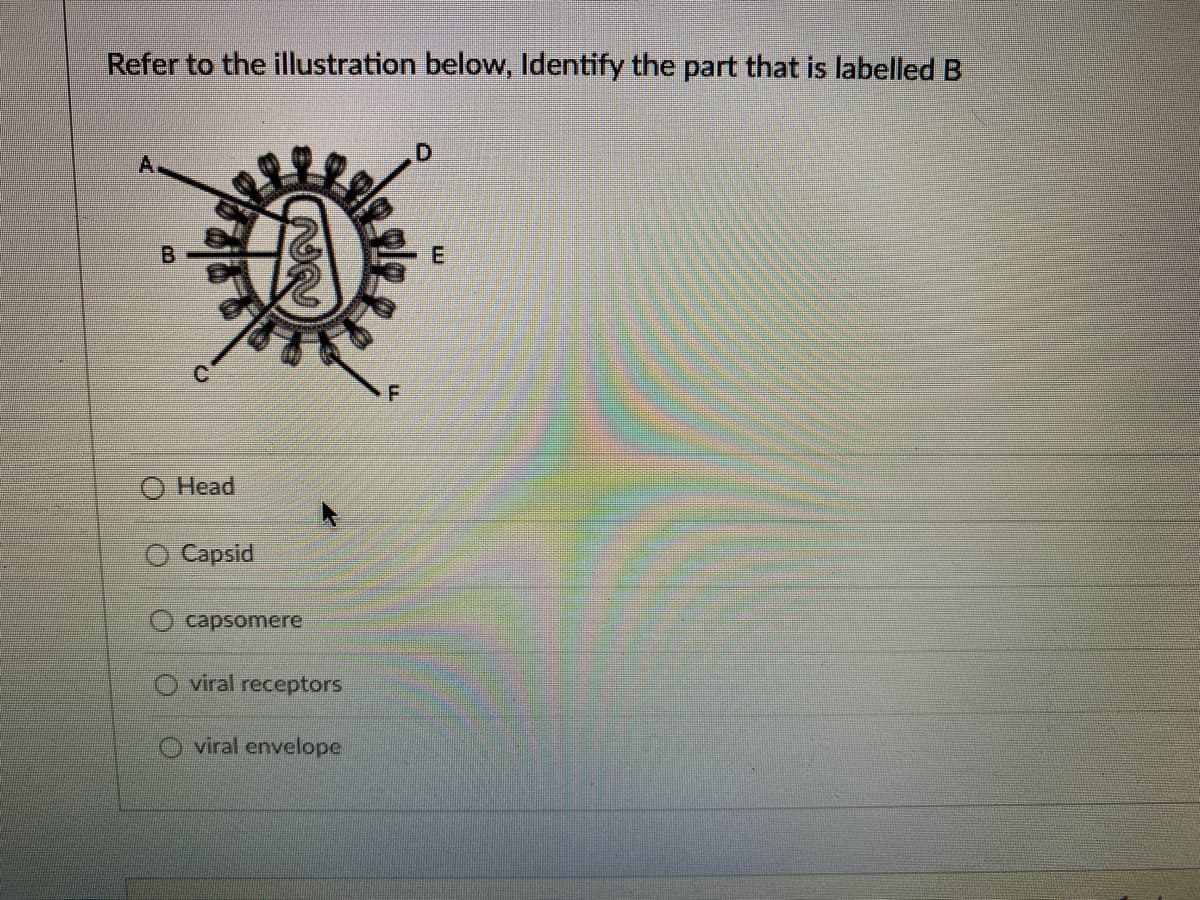 Refer to the illustration below, Identify the part that is labelled B
B
Head
Capsid
capsomere
viral receptors
viral envelope
