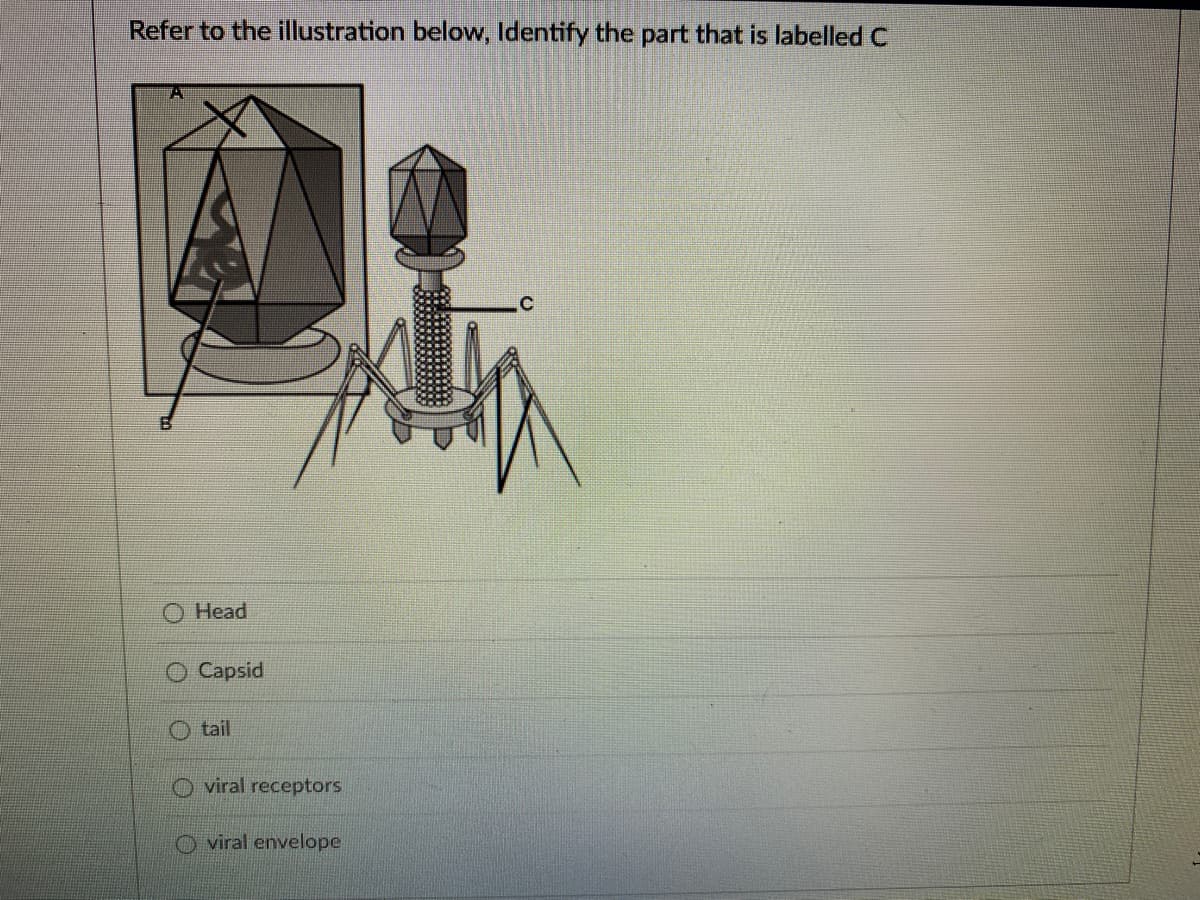 Refer to the illustration below, Identify the part that is labelled C
O Head
Capsid
O tail
O viral receptors
viral envelope
