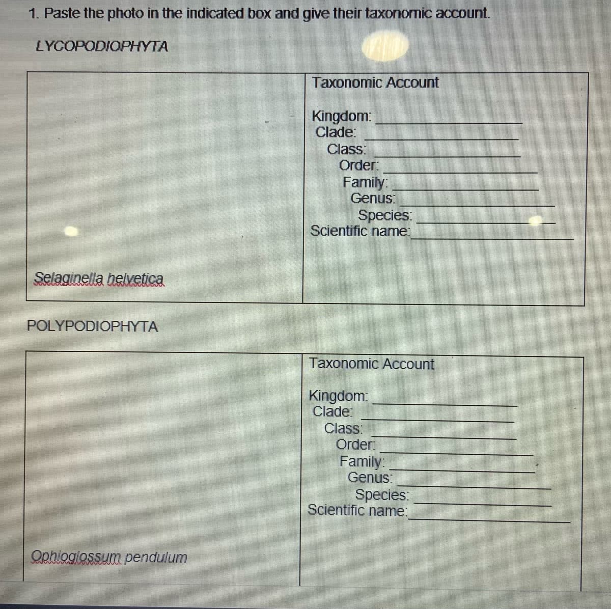 1. Paste the photo in the indicated box and give their taxononic account.
LYGOPODIOPHYTA
Taxonomic ACcount
Kingdom:
Clade:
Class:
Order:
Family:
Genus:
Species:
Scientific name.
Selaginella helvetica
POLYPODIOPHYTA
Taxonomic ACcount
Kingdom:
Clade:
Class:
Order:
Family:
Genus:
Species:
Scientific name:
Ophioglossum pendulum
