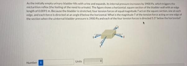 As the initially empty urinary bladder fills with urine and expands, its internal pressure increases by 3900 Pa, which triegers the
micturition reflex (the feeling of the need to urinate). The figure shows a horizontal, square section of the bladder wall with an edge
length of 0.0091 m. Because the bladder is stretched, four tension forces of equal magnitude Tact on the square section, one at each
edge, and each force is directed at an angle e below the horizontal. What is the magnitude Tof the tension force acting on one edge of
the section when the uinternal bladder pressure is 3900 Pa and each of the four tension forces is directed 5.5 below the horizontal
Units
Number i
