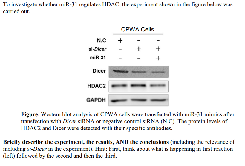 To investigate whether miR-31 regulates HDAC, the experiment shown in the figure below was
carried out.
CPWA Cells
N.C
+
si-Dicer
+
+
miR-31
+
Dicer
HDAC2
GAPDH
Figure. Western blot analysis of CPWA cells were transfected with miR-31 mimics after
transfection with Dicer siRNA or negative control siRNA (N.C). The protein levels of
HDAC2 and Dicer were detected with their specific antibodies.
Briefly describe the experiment, the results, AND the conclusions (including the relevance of
including si-Dicer in the experiment). Hint: First, think about what is happening in first reaction
(left) followed by the second and then the third.