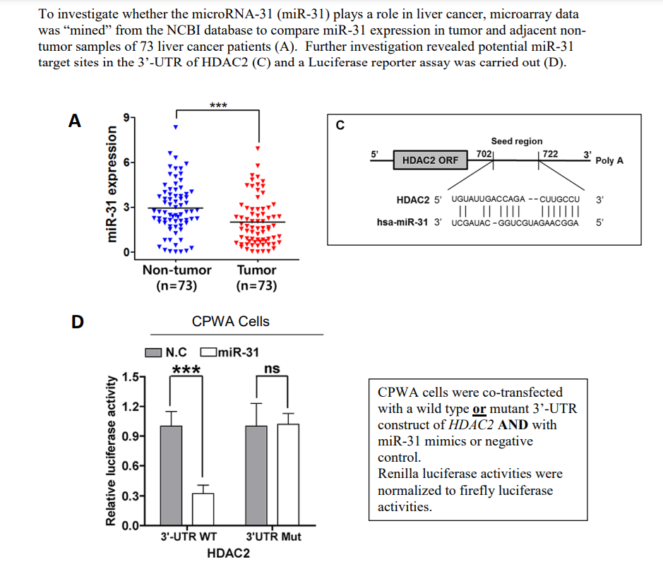 D
To investigate whether the microRNA-31 (miR-31) plays a role in liver cancer, microarray data
was "mined" from the NCBI database to compare miR-31 expression in tumor and adjacent non-
tumor samples of 73 liver cancer patients (A). Further investigation revealed potential miR-31
target sites in the 3'-UTR of HDAC2 (C) and a Luciferase reporter assay was carried out (D).
Relative luciferase activity
A
miR-31 expression
***
Non-tumor
(n=73)
Tumor
(n=73)
CPWA Cells
N.C miR-31
***
ns
1.51
1.2-
0.9-
0.6-
0.3-
0.0-
3'-UTR WT
3'UTR Mut
HDAC2
C
Seed region
5'
702
722
HDAC2 ORF
Poly A
HDAC2 5' UGUAUUGACCAGA --CUUGCCU
hsa-miR-31 3' UCGAUAC-GGUCGUAGAACGGA
CPWA cells were co-transfected
with a wild type or mutant 3'-UTR
construct of HDAC2 AND with
miR-31 mimics or negative
control.
Renilla luciferase activities were
normalized to firefly luciferase
activities.
3'
5'