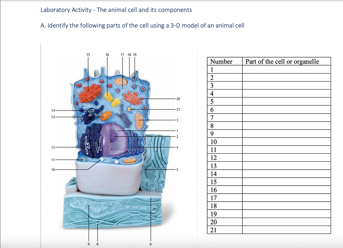 Laboratory Activity - The animal cell and its components
A. Identify the following parts of the cell using a 3-D model of an animal cell
15
16
17 18 19
Number
Part of the cell or organelle
1
3
4
20
14
6.
13
7
8
9.
10
12
11
12
11
13
10
14
15
16
17
18
19
20
21
6
