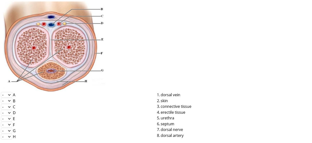 -F
v A
1. dorsal vein
v B
2. skin
v C
3. connective tissue
v D
4. erectile tissue
v E
5. urethra
6. septum
7. dorsal nerve
8. dorsal artery
-
v G
v H
