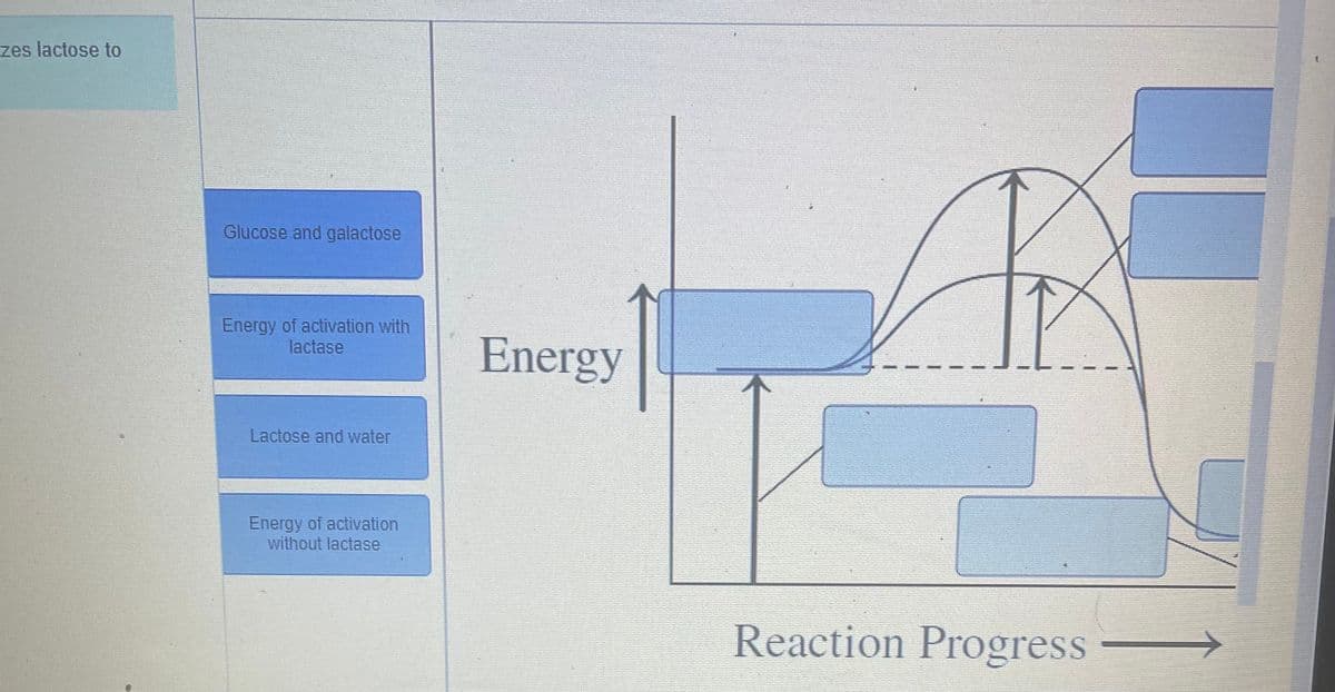 zes lactose to
Glucose and galactose
Energy of activation with
lactase
Energy
Lactose and water
Energy of activation
without lactase
Reaction Progress
