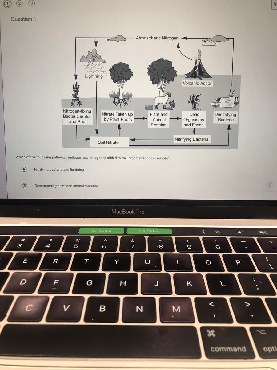 (3
Question 1
Atmospheric Nitrogen
Lightning
Volcanic Action
Nitrogen-fixing
Bacteria in Soil
and Root
Nitrate Taken up
by Plant Roots
Plant and
Dead
Denitrifying
Bacteria
Animal
Organisms
and Feces
Proteins
Nitrifying Bacteria
Soil Nitrate
Which of the following pathways indicate how nitrogen is added to the largest nitrogen reservoir?
A)
Nitrifying bacteria and lightning
B
Decomposing plant and animal material
MacBook Pro
e Audio
O video
く
%23
%24
&
3
4
5
6
8
9
E
R
Y
P
F
G
н
K
く
>
V
N
command
opti
..
.-
リ
