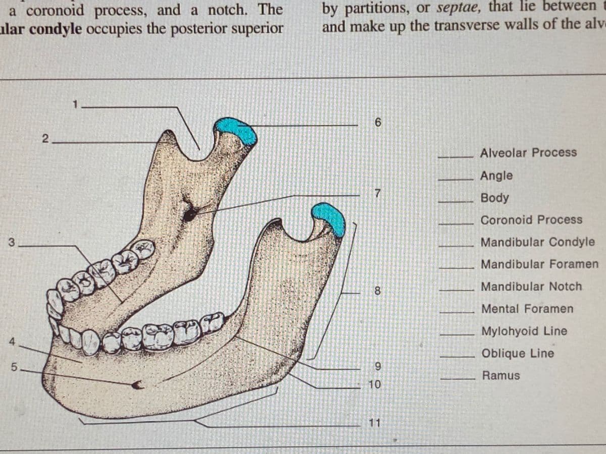 a coronoid process, and a notch. The
ular condyle occupies the posterior superior
by partitions, or septae, that lie between
and make up the transverse walls of the alve
1-
2.
Alveolar Process
Angle
7.
Body
Coronoid Process
Mandibular Condyle
Mandibular Foramen
8.
Mandibular Notch
Mental Foramen
Mylohyoid Line
Oblique Line
5-
9.
Ramus
10
11
6.
3,
