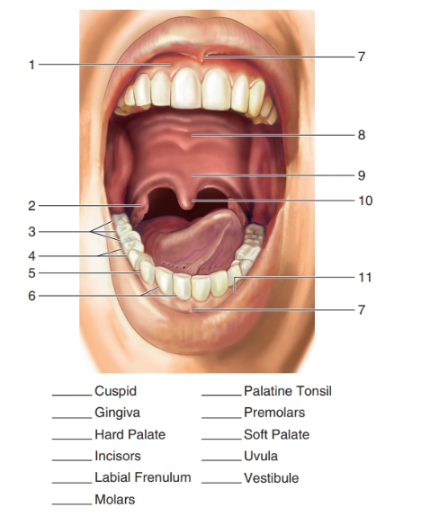 7
8
10
2-
3
11
- 7
Cuspid
Palatine Tonsil
Gingiva
Premolars
Hard Palate
Soft Palate
Incisors
Uvula
Labial Frenulum
Vestibule
Molars
寸O
CO
