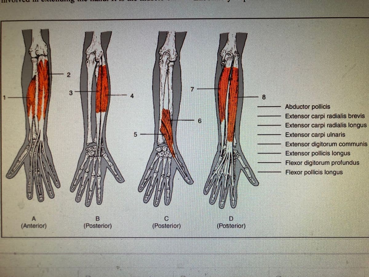 3
4
8.
Abductor pollicis
Extensor carpi radialis brevis
Extensor carpi radialis longus
Extensor carpi ulnaris
Extensor digitorum communis
Extensor pollicis longus
Flexor digitorum profundus
Flexor pollicis longus
(Anterior)
(Posterior)
(Posterior)
(Posterior)
5.
2.
