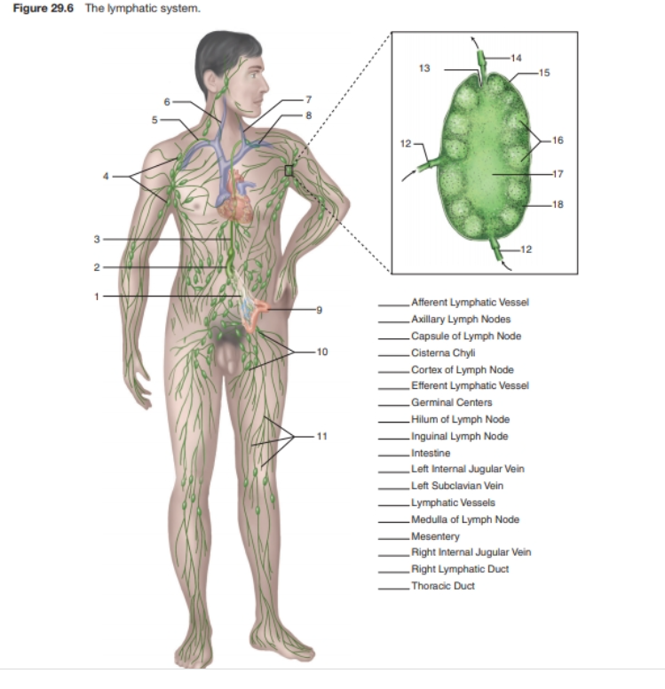 Figure 29.6 The lymphatic system.
13
-15
16
-17
-18
12
2
LAfferent Lymphatic Vessel
LAxillary Lymph Nodes
_Capsule of Lymph Node
10
Cisterna Chyli
Cortex of Lymph Node
LEfferent Lymphatic Vessel
Germinal Centers
LHilum of Lymph Node
11
LInguinal Lymph Node
Intestine
Left Internal Jugular Vein
Left Subclavian Vein
LLymphatic Vessels
Medulla of Lymph Node
Mesentery
Right Internal Jugular Vein
Right Lymphatic Duct
- Thoracic Duct
