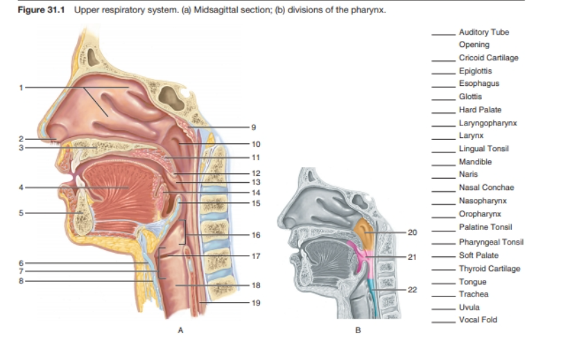 Figure 31.1 Upper respiratory system. (a) Midsagittal section; (b) divisions of the pharynx.
Auditory Tube
Opening
- Cricoid Cartilage
- Epiglottis
Esophagus
Glottis
Hard Palate
Laryngopharynx
Larynx
10
Lingual Tonsil
11
Mandible
Naris
Nasal Conchae
12
13
14
15
Nasopharynx
Oropharynx
Palatine Tonsil
16
20
- Pharyngeal Tonsil
- Soft Palate
- Thyroid Cartilage
- Tongue
17
21
18
22
Trachea
19
Uvula
Vocal Fold
679
