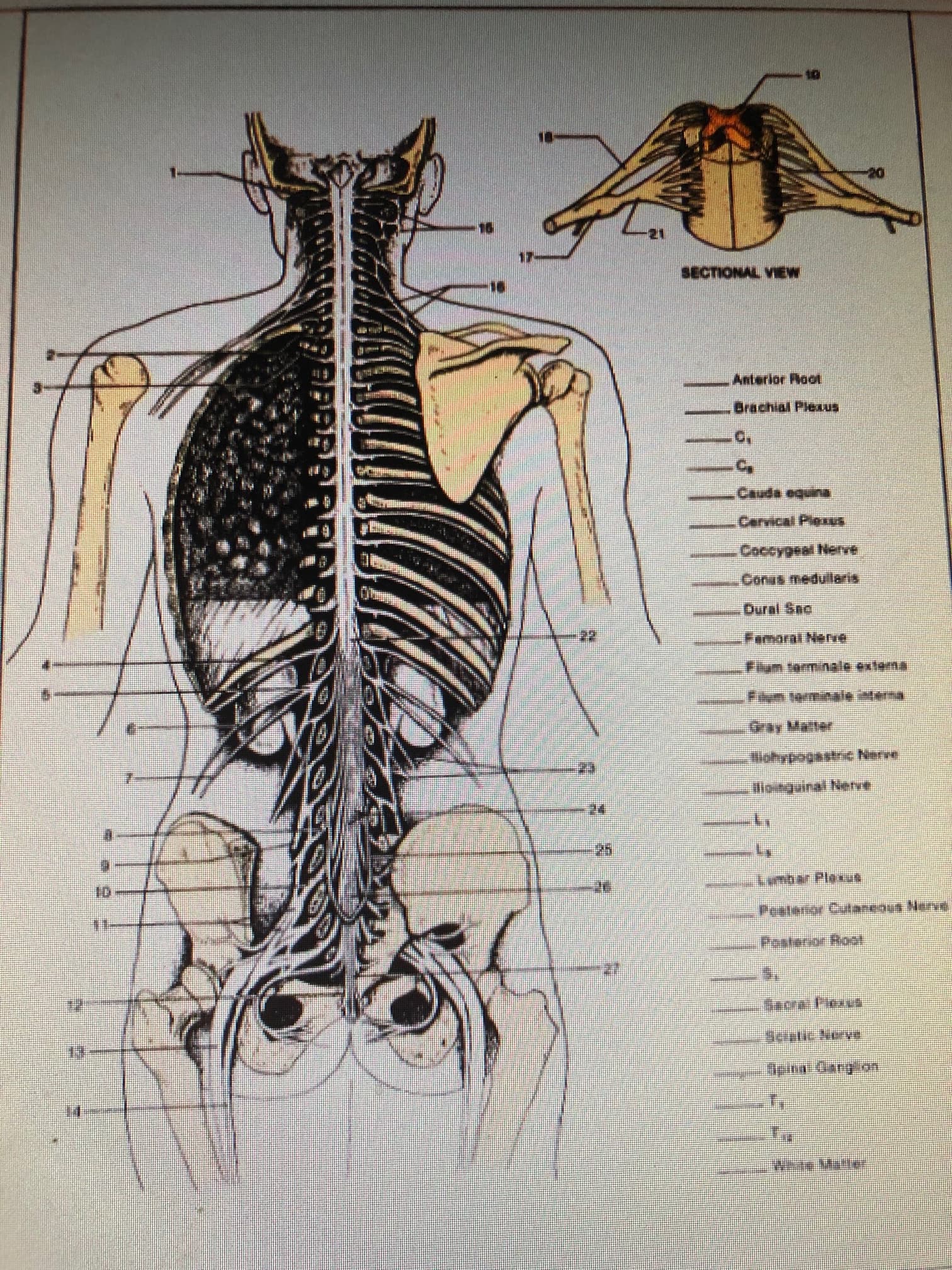 SECTIONAL VIEW
Anterior Root
Brachial Plexus
Cauda equin
Cervical Plexs
Conus medullaris
Dural Snc
Flum tarminale externa
Wohypogastnc Nerve
Hisinguinal Nerve
Pestarior Culaneous Nerve
Pesterior Root
Sacra Plexut
