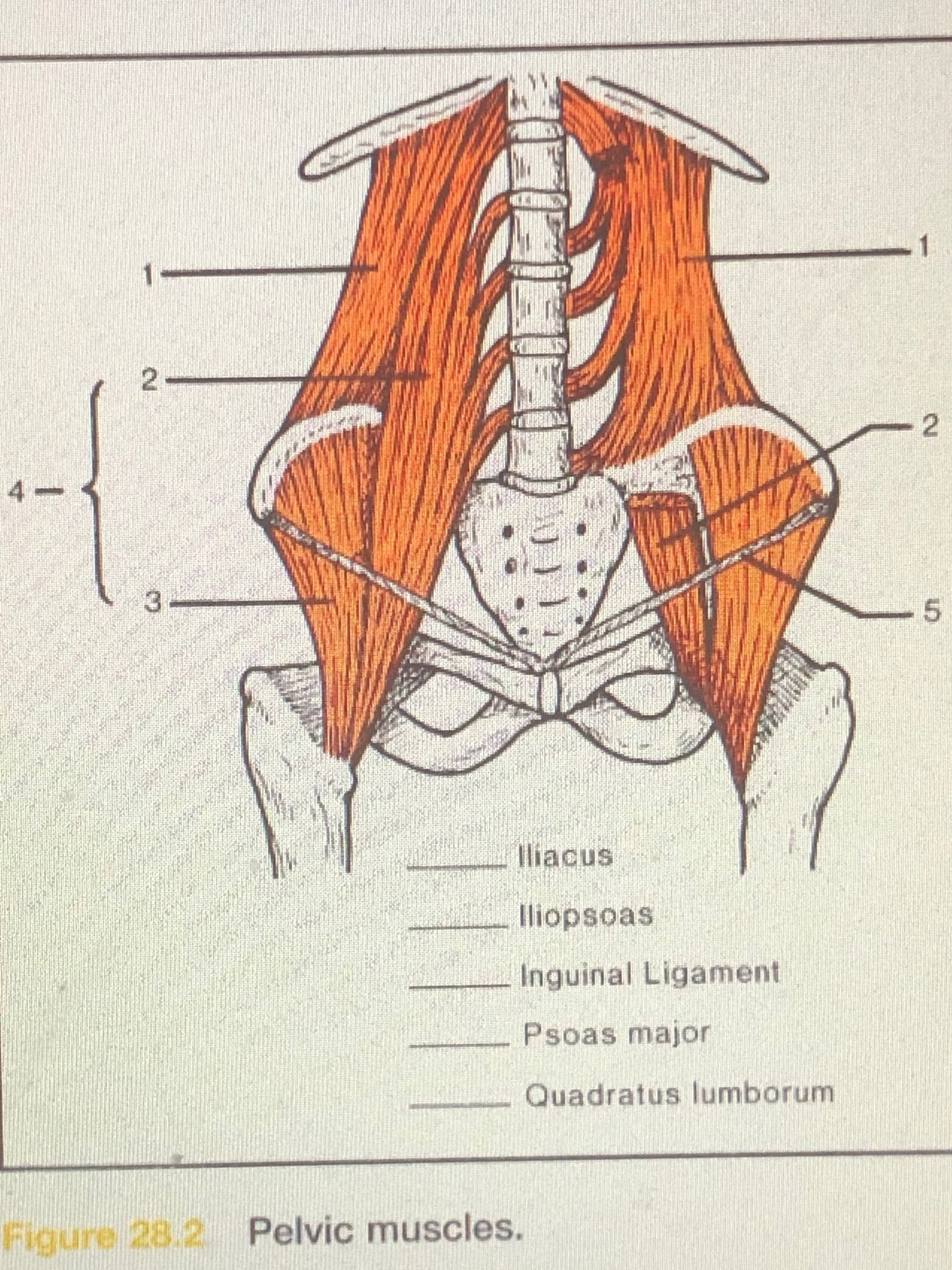 1.
2.
3.
5.
lliopsoas
Inguinal Ligament
Psoas major
Quadratus lumborum
Figure 28.2 Pelvic muscles.
