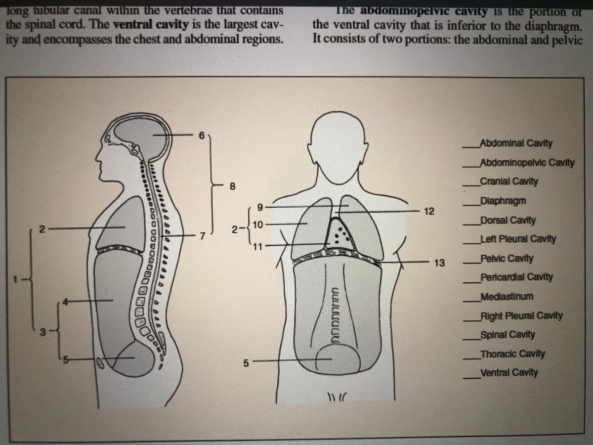 long tubular canal within the vertebrae that contains
the spinal cord. The ventral cavity is the largest cav-
ity and encompasses the chest and abdominal regions.
The abdominopelvic cavity is the portion of
the ventral cavity that is inferior to the diaphragm.
It consists of two portions: the abdominal and pelvic
Abdominal Cavity
Abdominopelvic Cavity
Cranial Cavity
Diaphragm
12
Dorsal Cavity
10
2-
Left Pleural Cavity
11
Pelvic Cavity
13
Pericardial Cavity
Mediastinum
Right Pleural Cavity
3
Spinal Cavity
Thoracic Cavity
5-
Ventral Cavity
מחה
5,
7,
2.
